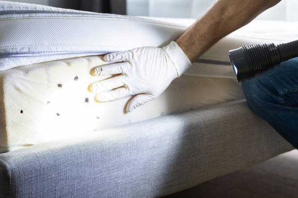 Best Bed Bug Extermination  in Heyville, AL