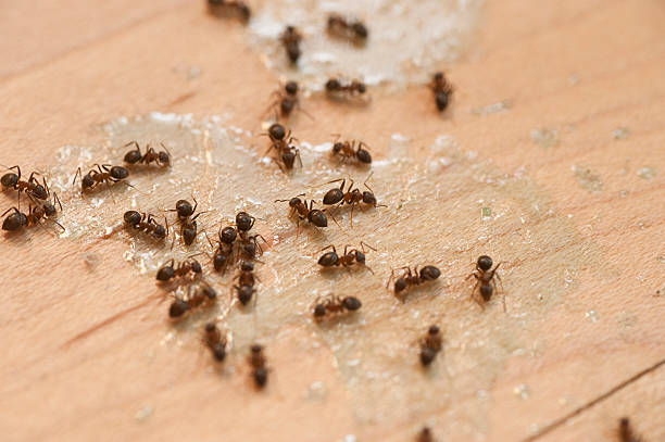 Best Affordable Exterminators  in Heyville, AL