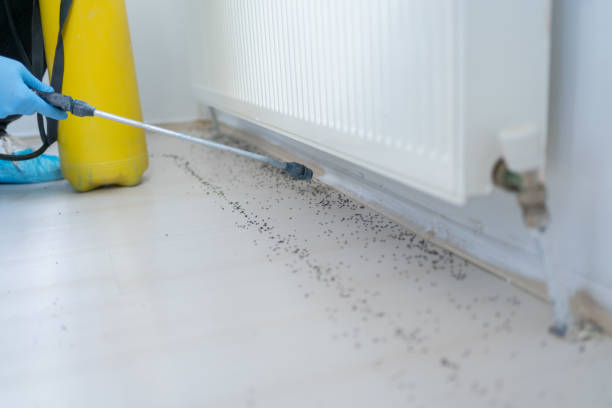 Best Termite Control Services  in Heyville, AL
